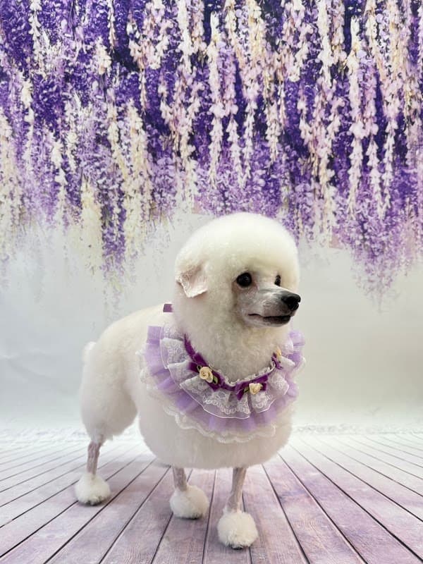 トリミングサロン ラブリードッグの写真