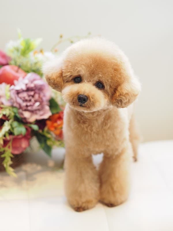 Doggie-Do 麻布十番店の写真2