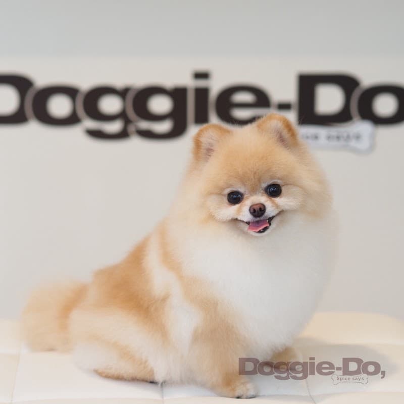 Doggie-Do 麻布十番店の写真3
