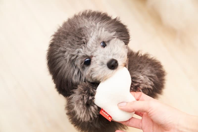 Doggie-Do 麻布十番店の写真6