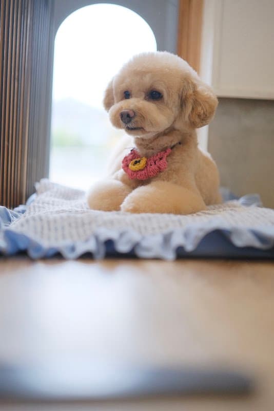 DogSalonSunny 【ドッグサロンサニー】の写真