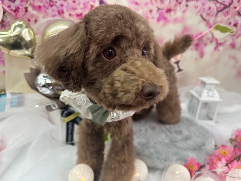 Dogsalon&hotel ONeの写真1