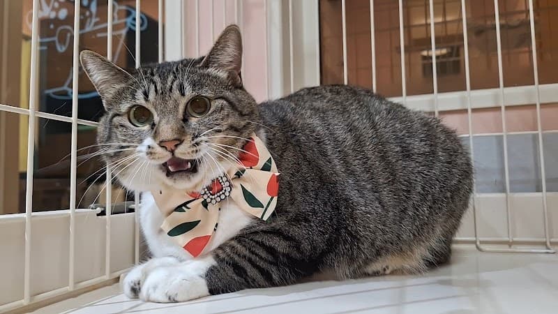 ペットサロン Rubeeの写真2