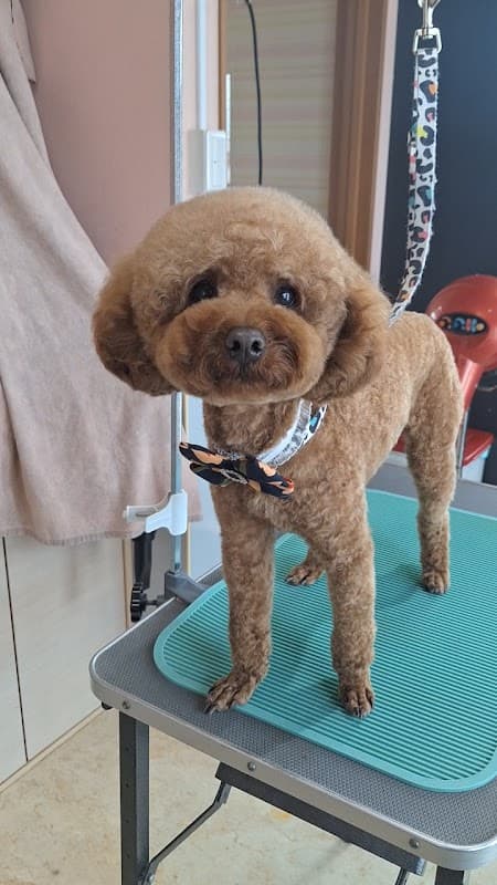 ペットサロン Rubeeの写真3