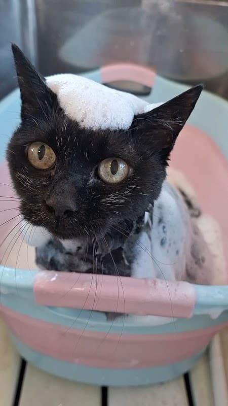 ペットサロン Rubeeの写真4