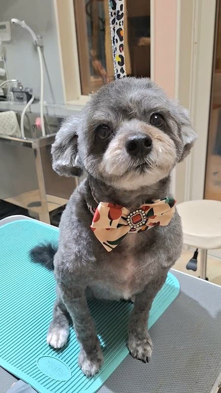 ペットサロン Rubeeの写真5