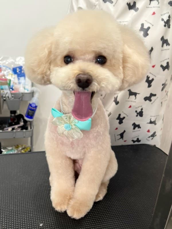 ドッグサロンチェリッシュ(Dog Salon Cherish)の写真