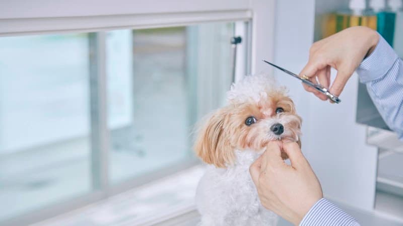 THE DOG™Salon Trimming Wagon 横浜都筑店の写真1