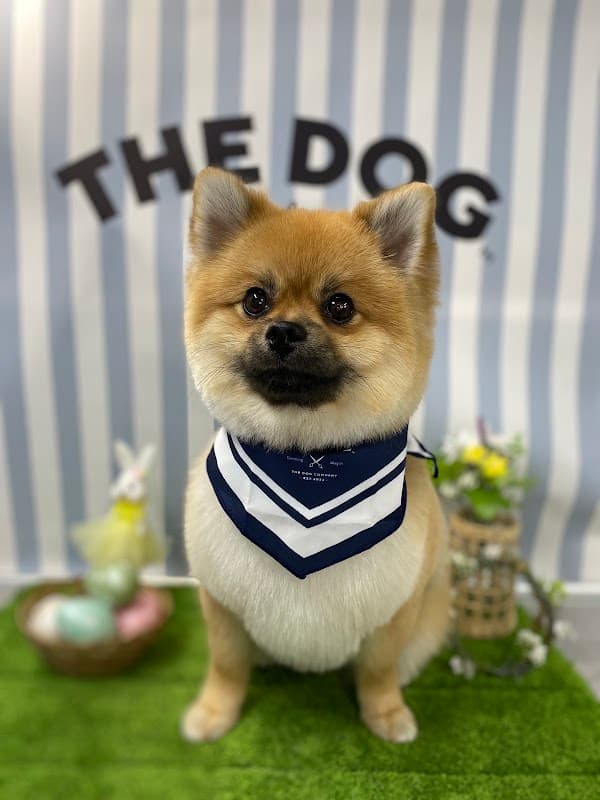 THE DOG™Salon Trimming Wagon 横浜都筑店の写真2