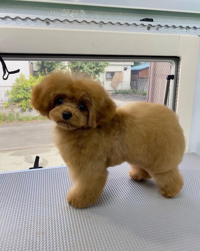 THE DOG™Salon Trimming Wagon 横浜都筑店の写真3