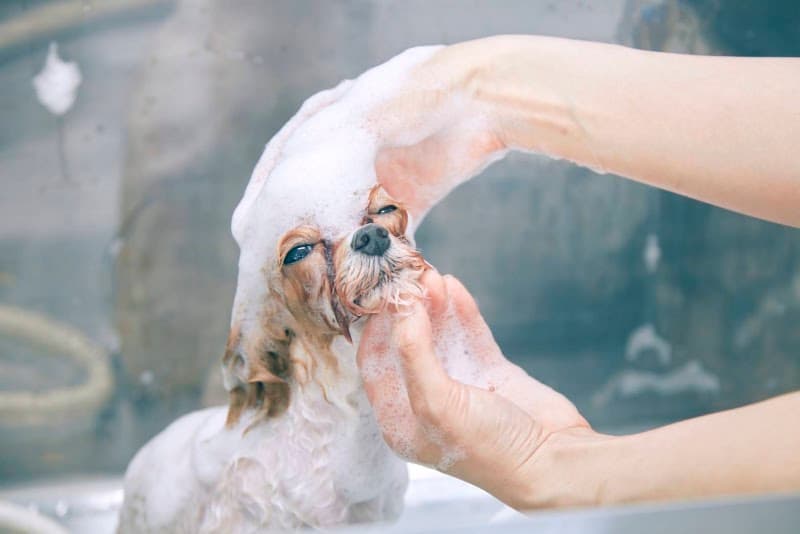 THE DOG™Salon Trimming Wagon 横浜都筑店の写真5