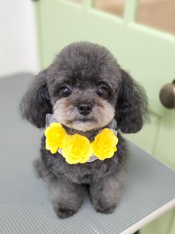 トリミングサロン わんことの写真