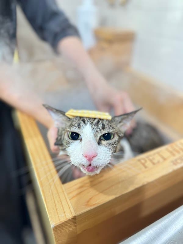 PET HILLS 青山店の写真4