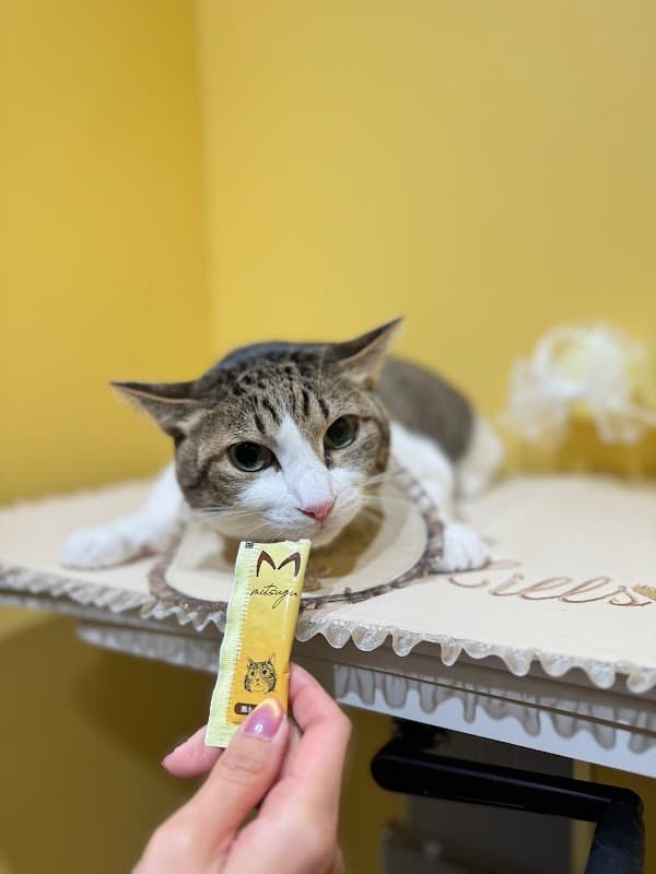 PET HILLS 青山店の写真5