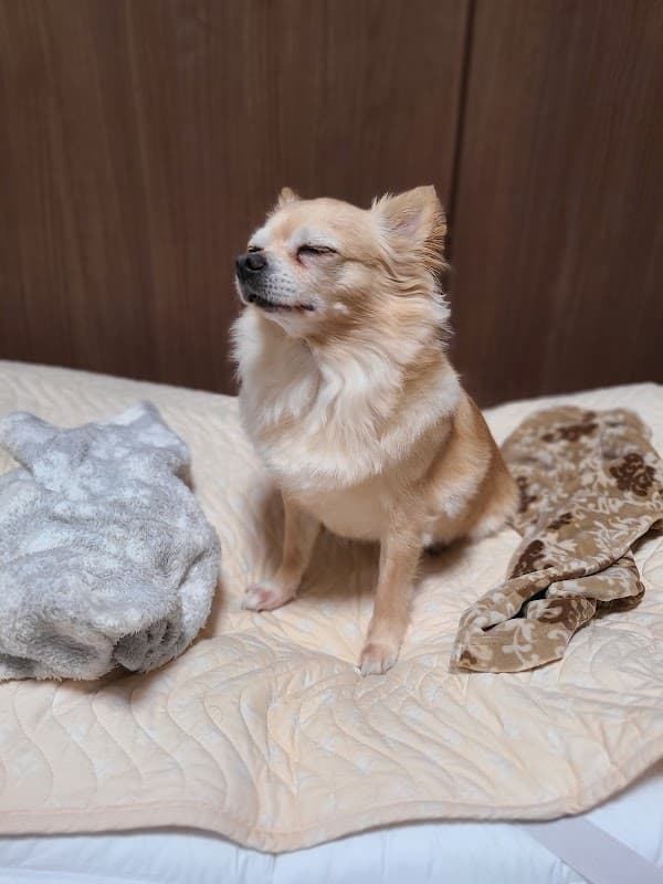 ドッグサロングリーンの写真