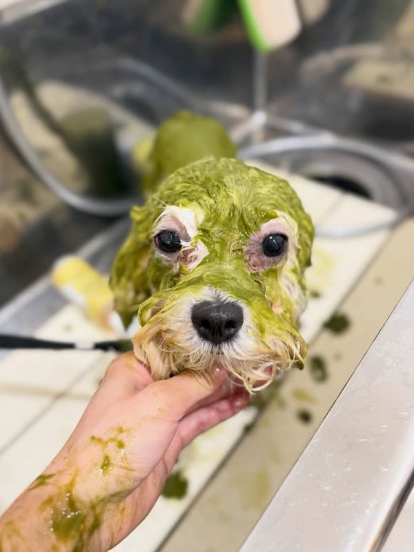 いぬおもいの写真