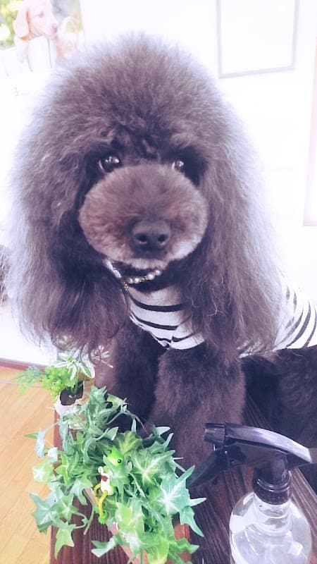 トリミング&ペットホテル ロシナンテの写真