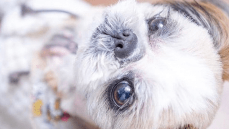 dogsalonpopoの写真1