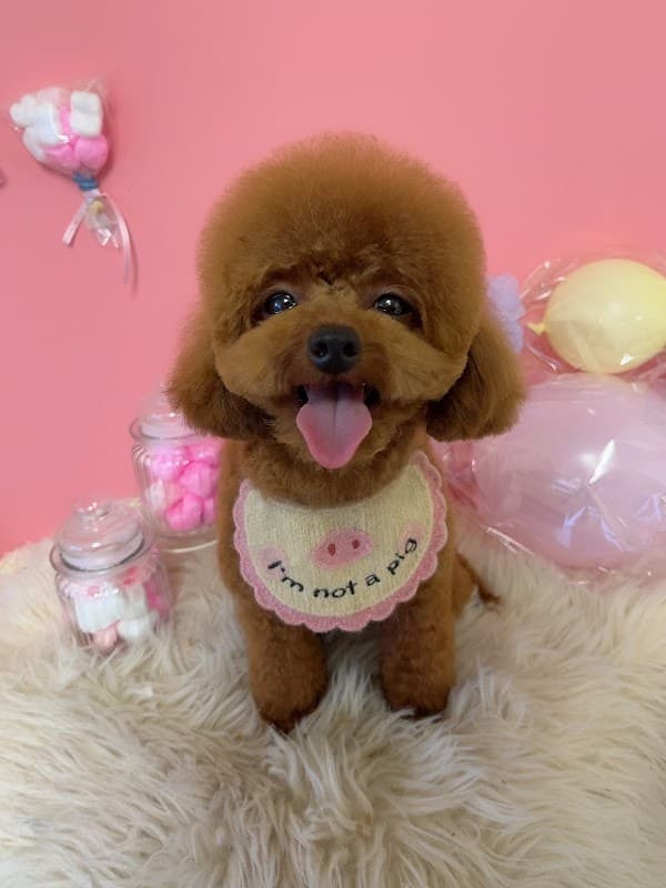 dogsalonpopoの写真2