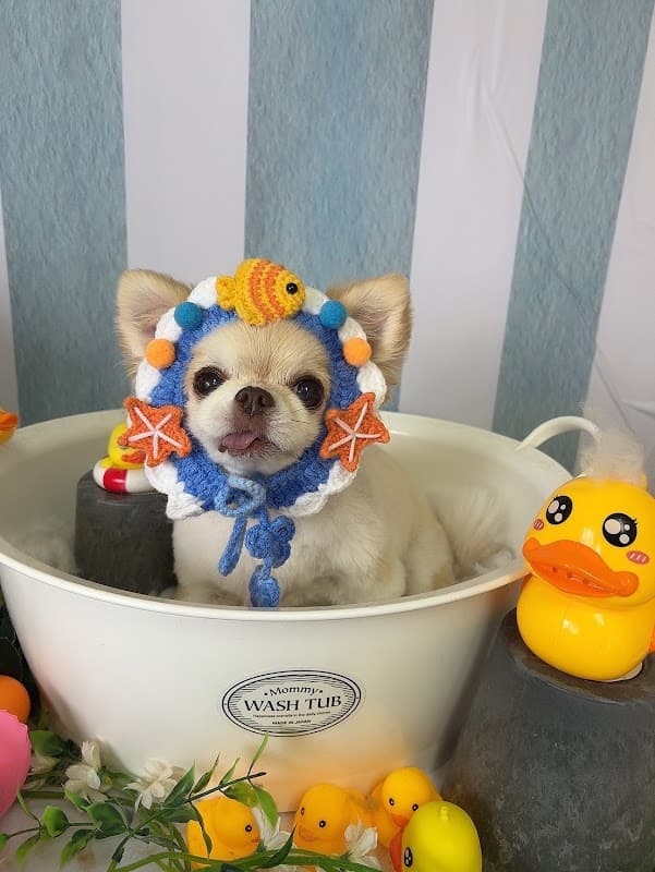 dogsalonpopoの写真4