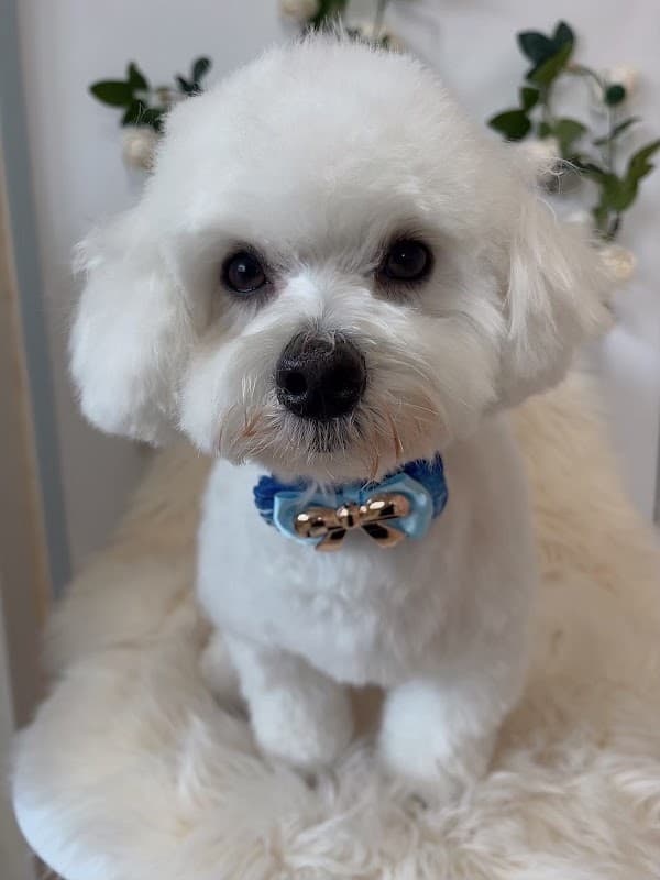 dogsalonpopoの写真5