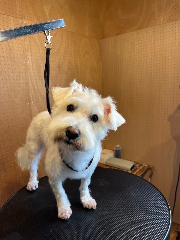 Dogsalon&hotel さるはっとの写真3