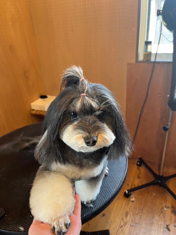 Dogsalon&hotel さるはっとの写真4