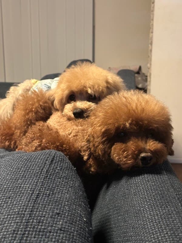 Dogsalon&hotel さるはっとの写真5