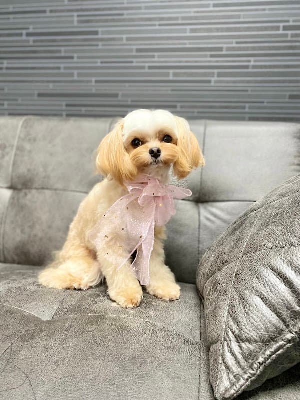 トリミングサロン funnyDog+(ファニードッグ プラス)の写真