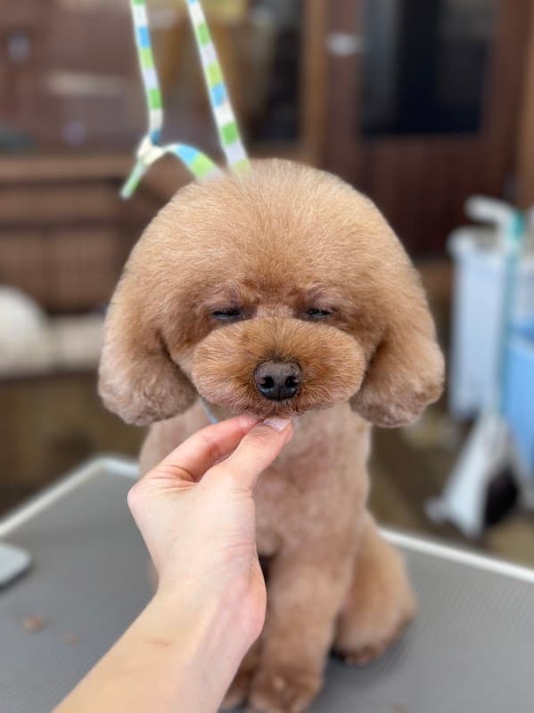 トリミングサロンアラモード 松戸古ヶ崎店の写真