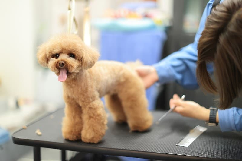 トリミングルームそらとたらの写真1
