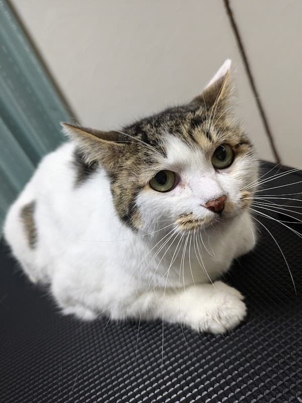 トリミングルームそらとたらの写真2