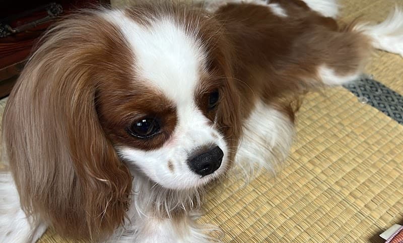 トリミングルームそらとたらの写真5