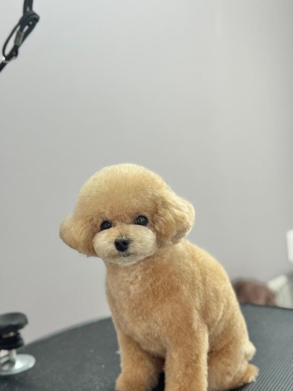 Grooming Studio Cu'lulu(グルーミングスタジオクルール)の写真