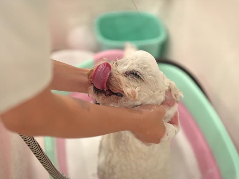 dog salon elle.の写真