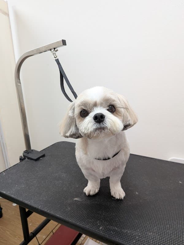 小型犬専門ペットサロン ふわりの写真