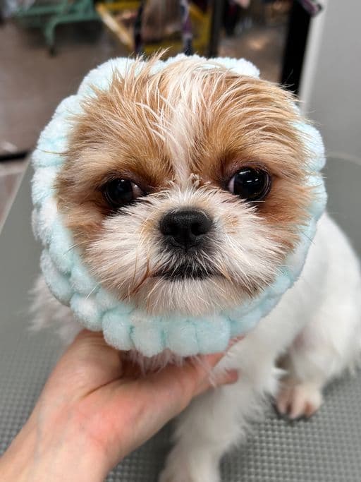 BLUE DOGの写真1