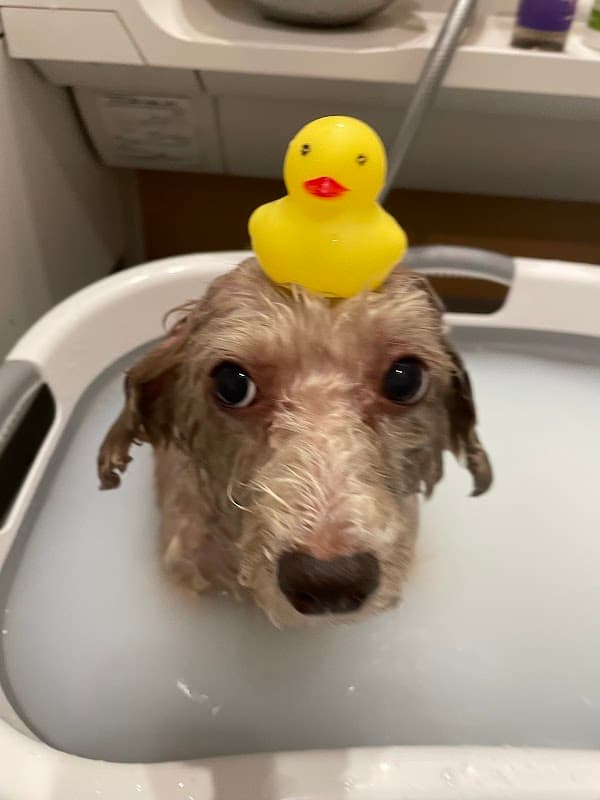 ドックサロン デイの写真