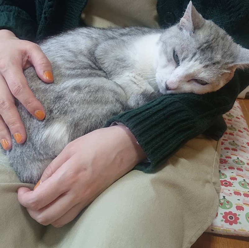 猫ペットホテル(猫カフェは里親希望者のみ)の写真