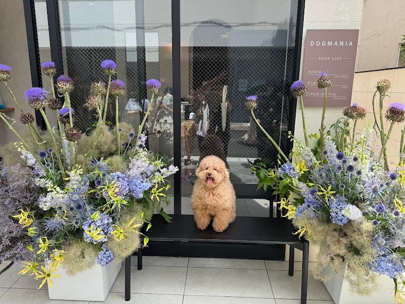 DOGMANIA 表参道の写真2