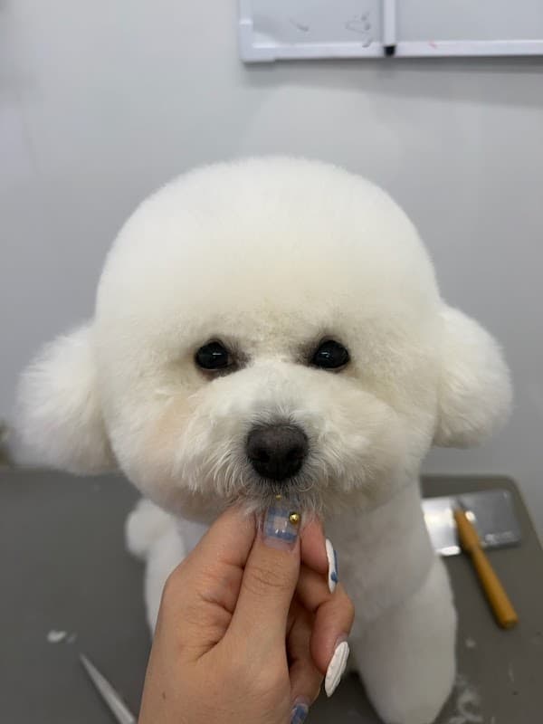 Dog salon&HOTEL Pirina (ピリナ)の写真