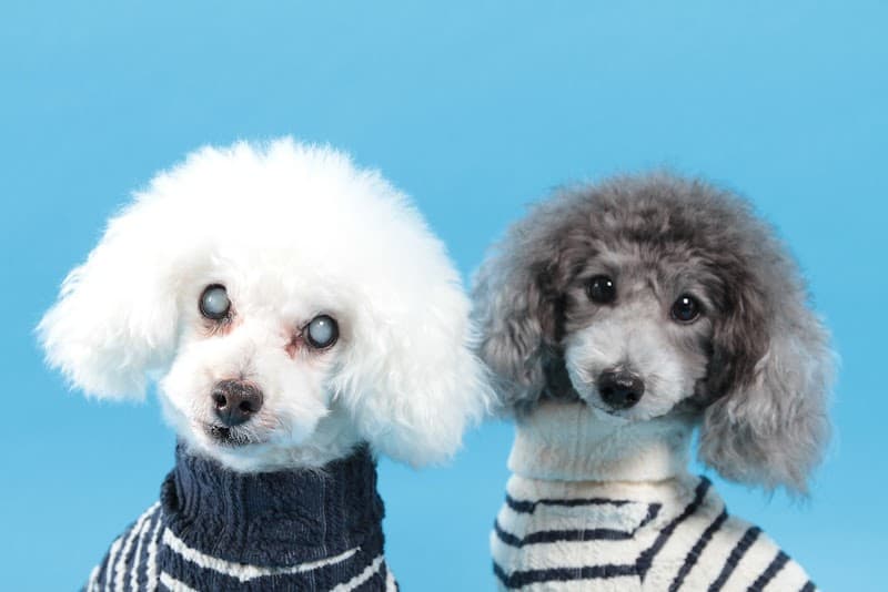 dog salon DOG DIVINEの写真1