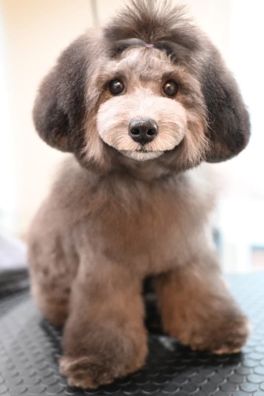 Dog Design Parfaitの写真