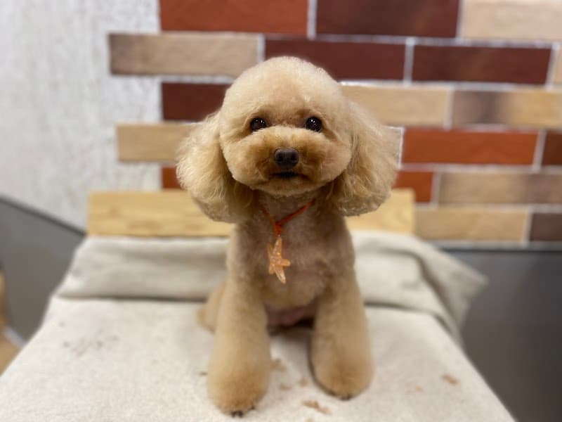 Dog salon COROPPUの写真