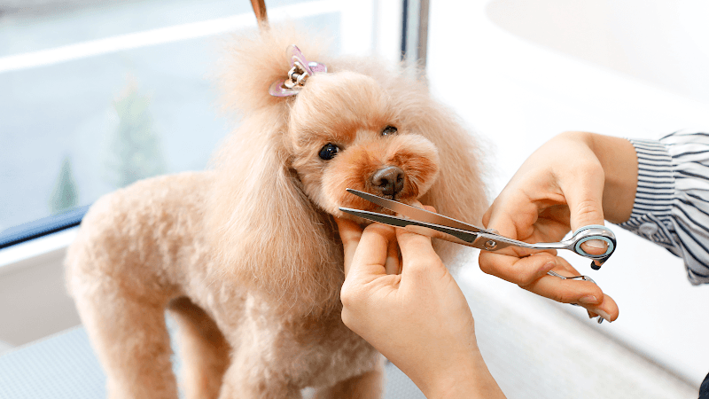 DOG SALON BOON【ドッグサロンブーン】の写真