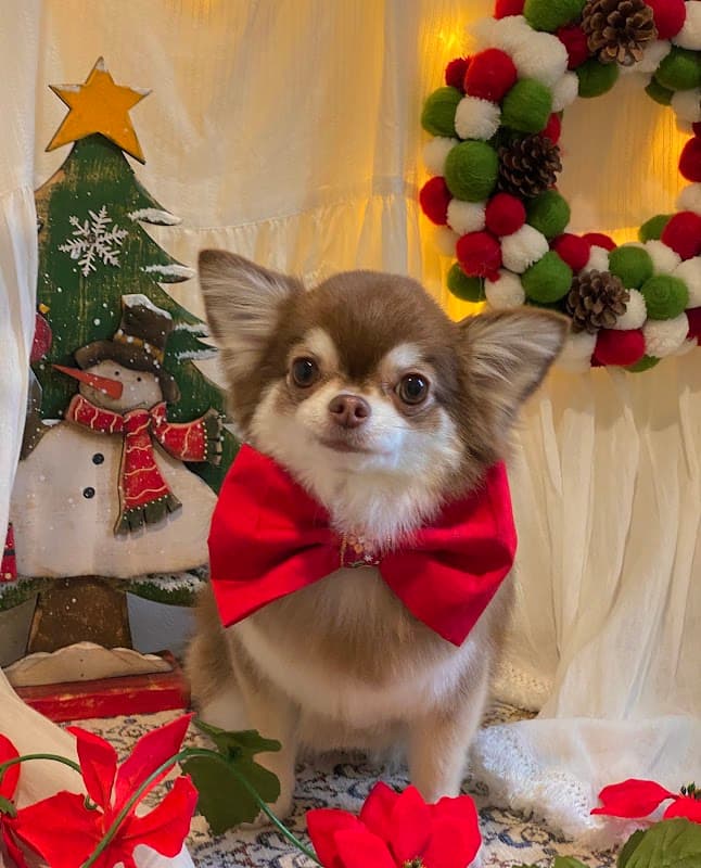 dog salon Sunnyの写真