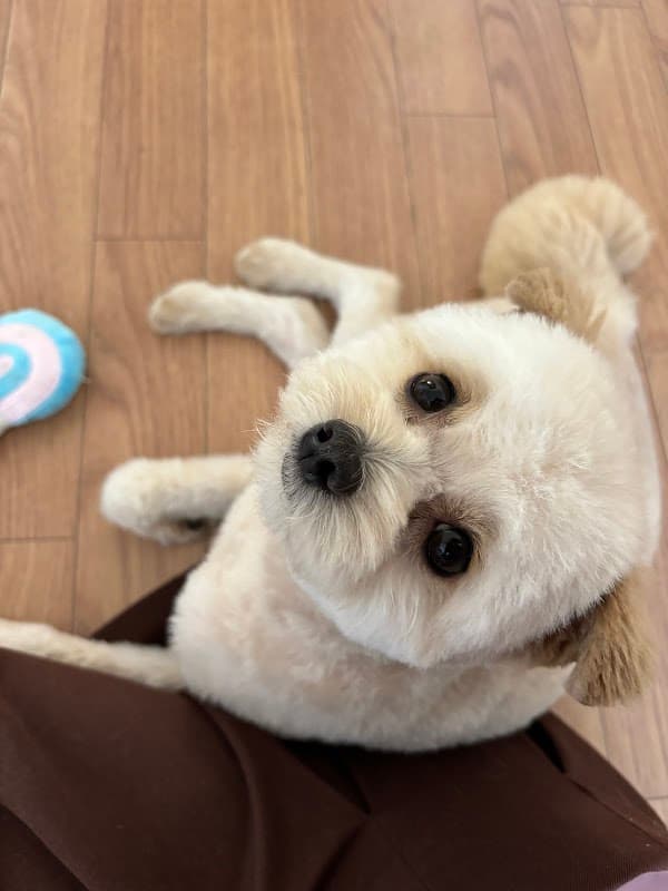 Dog Salon Kû.の写真4