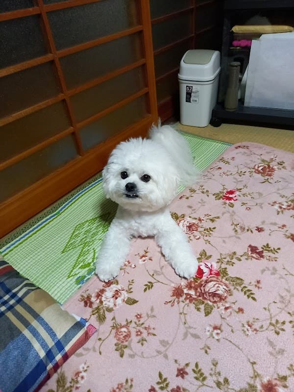 Dog Beauty Salon NONNONの写真