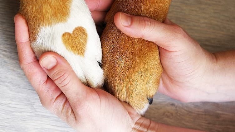 Dog Salon 日本橋倶楽部の写真1