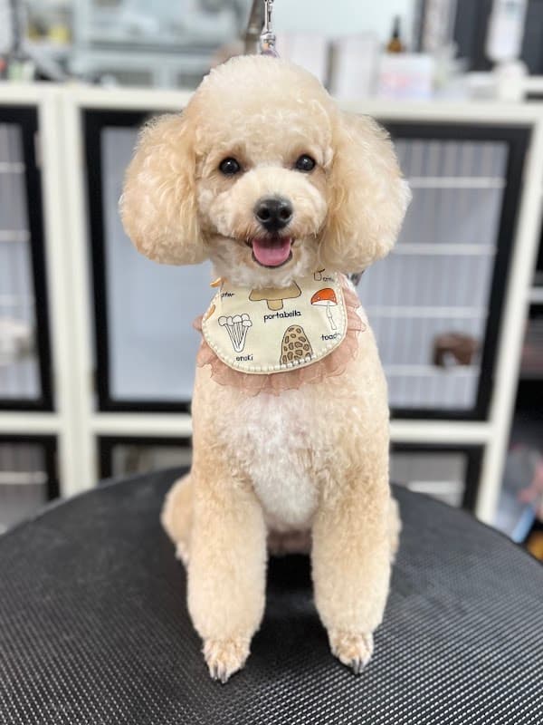 Dog Salon 日本橋倶楽部の写真2